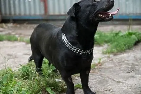 Nero uratowany przed eutanazją czeka na dobry dom,
