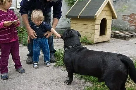 Nero uratowany przed eutanazją czeka na dobry dom,