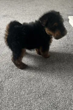 Welsh Terrier Rüde... WhatsApp: +44 7453 907158 Da ich kurzfristig abgesagt habe, ist noch ein wunde, , Studzienno