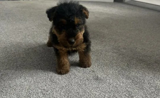 Welsh Terrier Rüde... WhatsApp: +44 7453 907158 Da ich kurzfristig abgesagt habe, ist noch ein wunde, , Studzienno