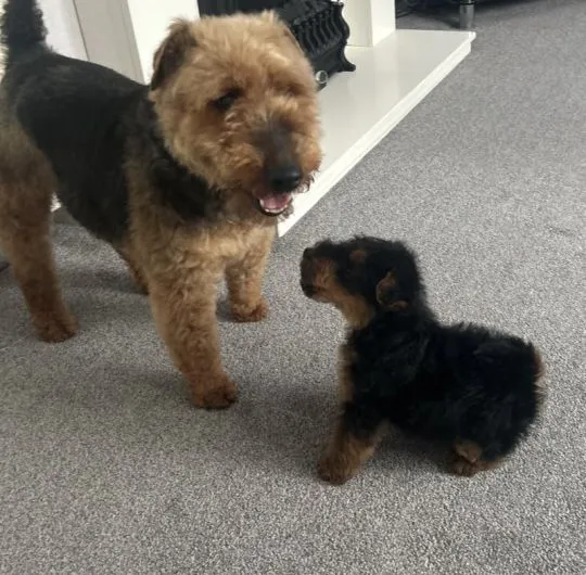 Welsh Terrier Rüde... WhatsApp: +44 7453 907158 Da ich kurzfristig abgesagt habe, ist noch ein wunde