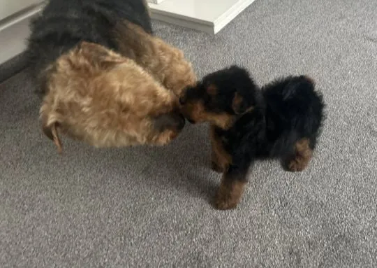 Welsh Terrier Rüde... WhatsApp: +44 7453 907158 Da ich kurzfristig abgesagt habe, ist noch ein wunde, , Studzienno