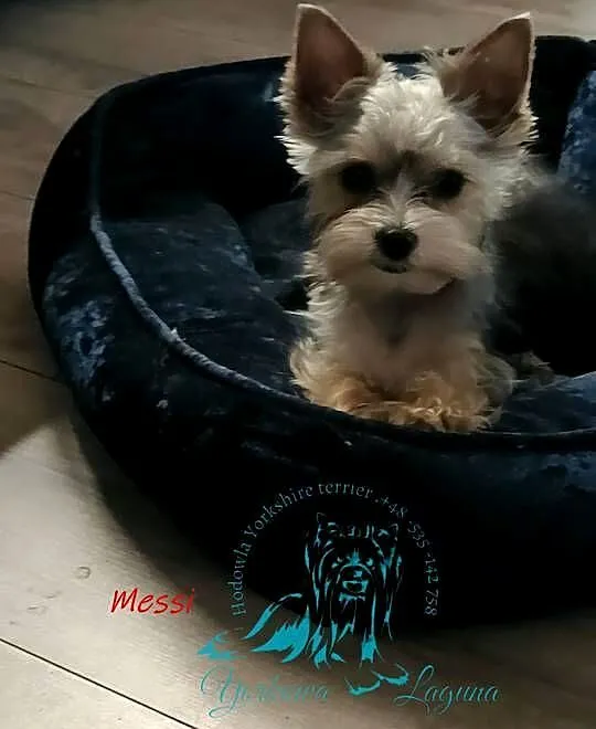yorkshire terrier i dziewczynka, Małopolskie, Kraków