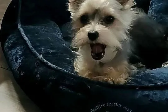 yorkshire terrier  i dziewczynka, Małopolskie, Kraków