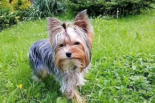 yorkshire terrier  i dziewczynka, Małopolskie, Kraków