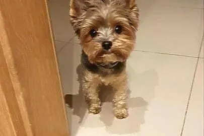 yorkshire terrier  i dziewczynka, Małopolskie, Kraków
