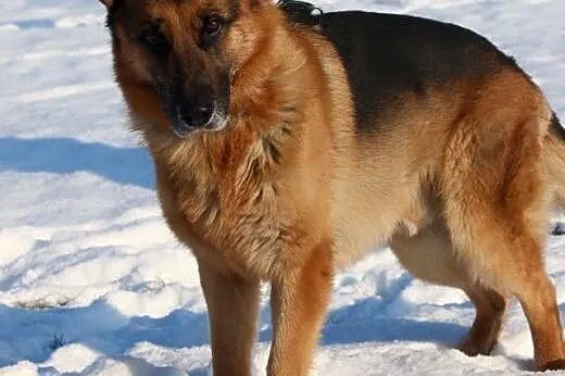 TORIN - piękny, mądry - owczarek do adopcji,  mazo