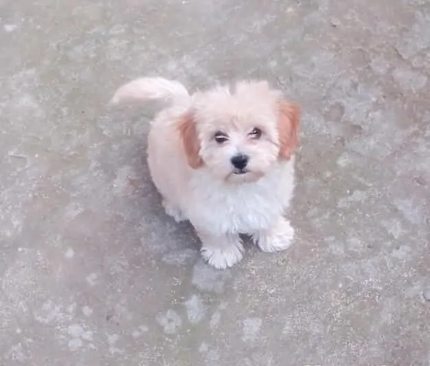 Maltipoo, MALTIPOOO, maltańczyk, pudel