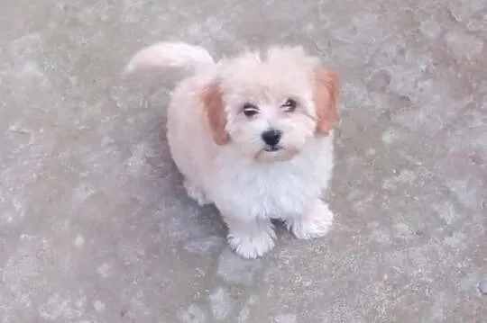 Maltipoo, MALTIPOOO, maltańczyk, pudel