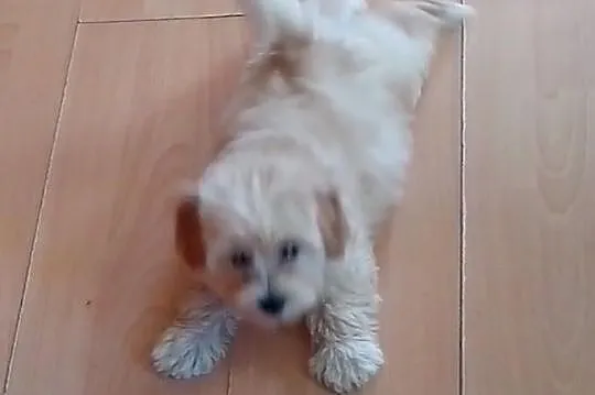 Maltipoo, MALTIPOOO, maltańczyk, pudel