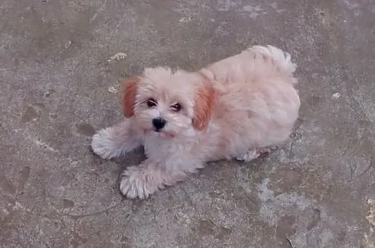 Maltipoo, MALTIPOOO, maltańczyk, pudel