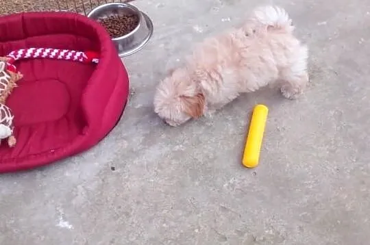 Maltipoo, MALTIPOOO, maltańczyk, pudel