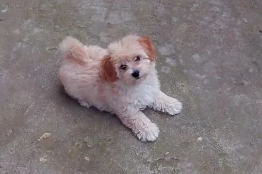 Maltipoo, MALTIPOOO, maltańczyk, pudel