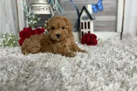 Szczenięta Maltipoo małe serduszka szukają kochających rodzin