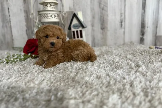 Szczenięta Maltipoo małe serduszka szukają kochających rodzin, Mazowieckie, Warszawa