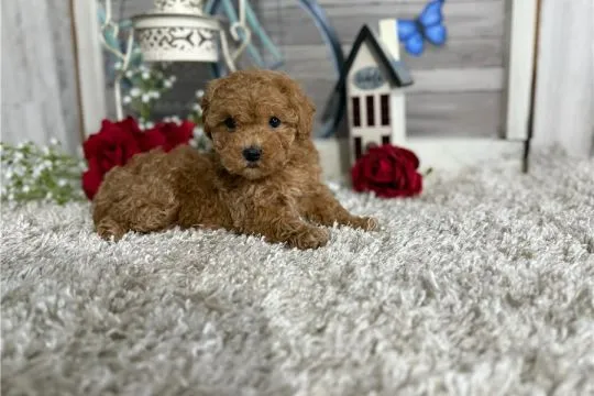 Szczenięta Maltipoo małe serduszka szukają kochających rodzin