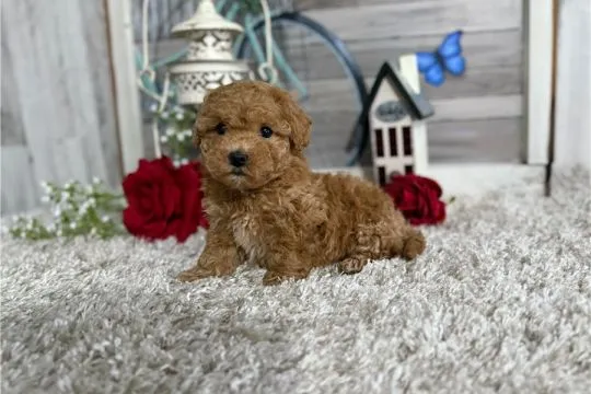 Szczenięta Maltipoo małe serduszka szukają kochających rodzin, Mazowieckie, Warszawa