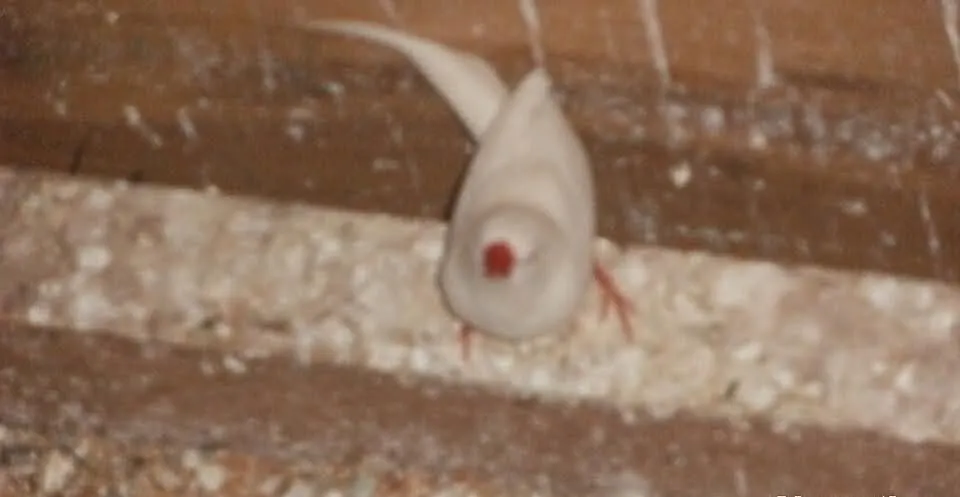 Amadyna ostrosrerna 14r