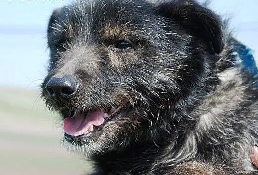 Cudowny, lekko szorstkowłosy Eryczek - adopcja, m