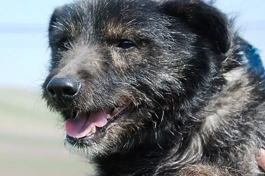 Cudowny, lekko szorstkowłosy Eryczek - adopcja,  m