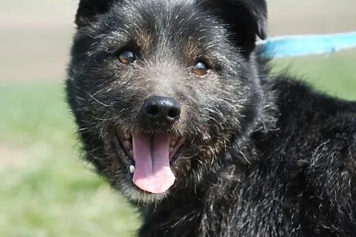 Cudowny, lekko szorstkowłosy Eryczek - adopcja,  m