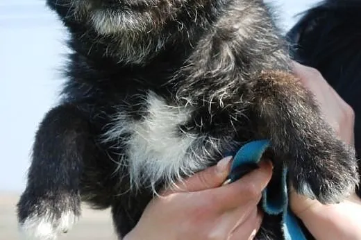 Cudowny, lekko szorstkowłosy Eryczek - adopcja,  m