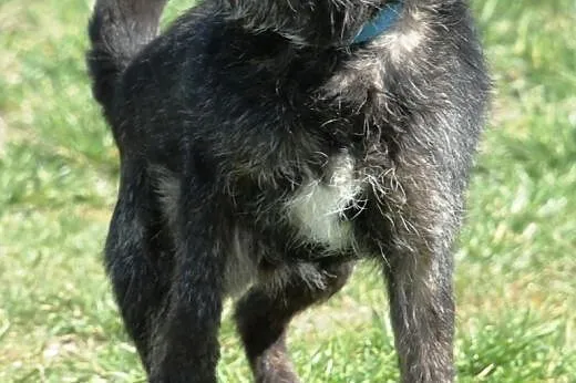 Cudowny, lekko szorstkowłosy Eryczek - adopcja,  m