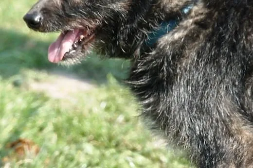 Cudowny, lekko szorstkowłosy Eryczek - adopcja,  m