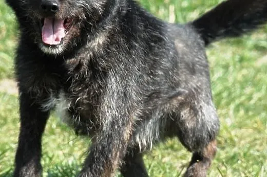 Cudowny, lekko szorstkowłosy Eryczek - adopcja,  m