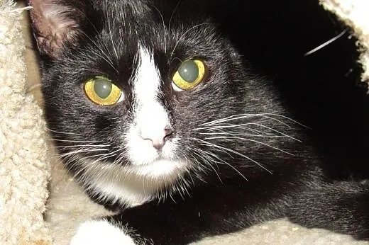 Roczna, delikatna kicia MILKA szuka spokojnego opi