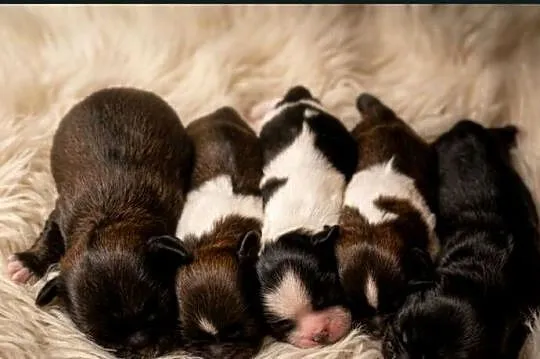 Shih-Tzu, Wielkopolskie, Leszno