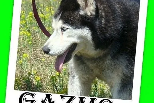 Husky mix,przyjazny indywidualista, pies GAZMO.Adopcja,  małopolskie Kraków