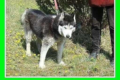 Husky mix,przyjazny indywidualista, pies GAZMO.Ado