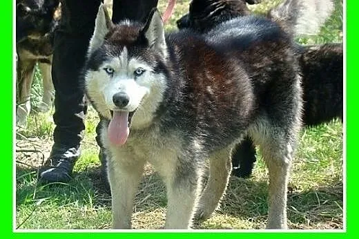 Husky mix,przyjazny indywidualista, pies GAZMO.Ado