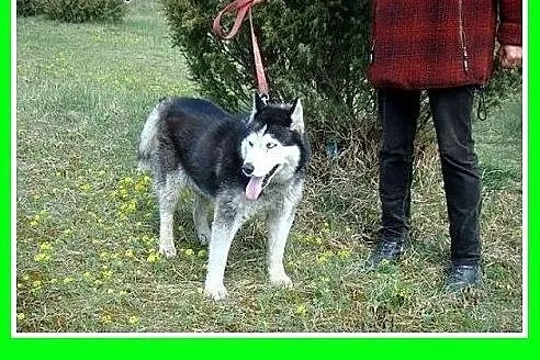Husky mix,przyjazny indywidualista, pies GAZMO.Ado