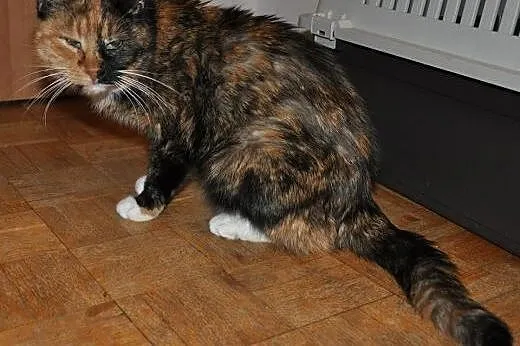 Piękna szylkretka szuka domu,  mazowieckie Warszaw