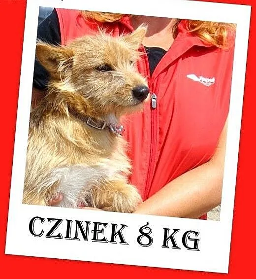8 kg,mały,łagodny,rodzinny,przytulaśny wesoły psia