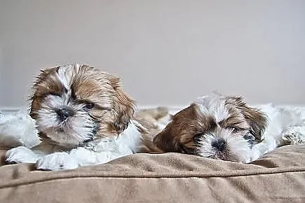 SHIH-TZU z oryginalnym rodowodem ZKwP FCI