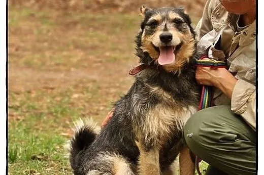 Foks - uroczy szorściak do adopcji!,  mazowieckie 