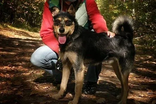 Foks - uroczy szorściak do adopcji!,  mazowieckie 