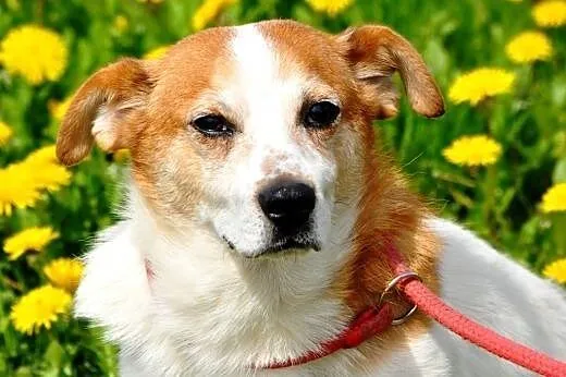 Boguś kochany, niewielki, niekłopotliwy psiak ADOPCJA,  małopolskie Kraków