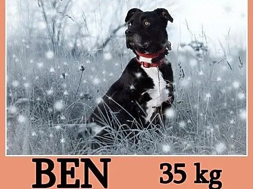 Duży 35 kg,grzeczny,wierny,do domu z ogródkiem pie
