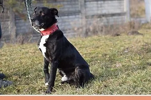 Duży 35 kg,grzeczny,wierny,do domu z ogródkiem pie