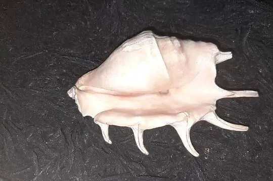 Muszla morska Lambis crocata 12cm