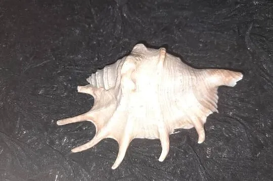 Muszla morska Lambis crocata 12cm, Małopolskie, Wieliczka