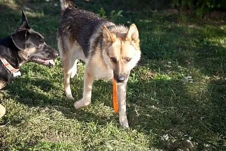 Cudowny wilczkowaty psiak szuka domu ,  mazowiecki