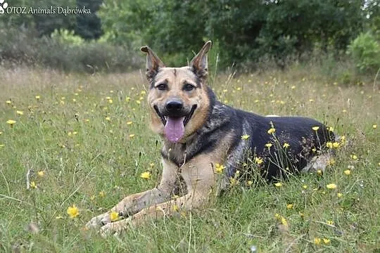 OTOZ Animals Dąbrówka - wesoły Awokado szuka nowej, Gdańsk