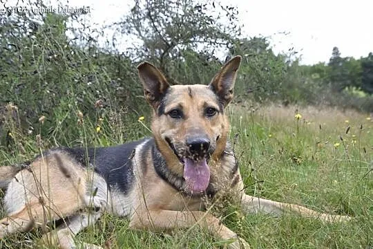 OTOZ Animals Dąbrówka - wesoły Awokado szuka nowej, Gdańsk