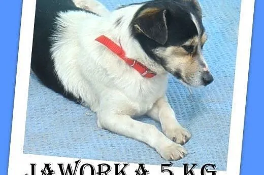5 kg,mała,łagodna,przyjazna,grzeczna suczka.ADOPCJA,  małopolskie Kraków