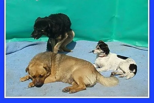 5 kg,mała,łagodna,przyjazna,grzeczna suczka.ADOPCJ